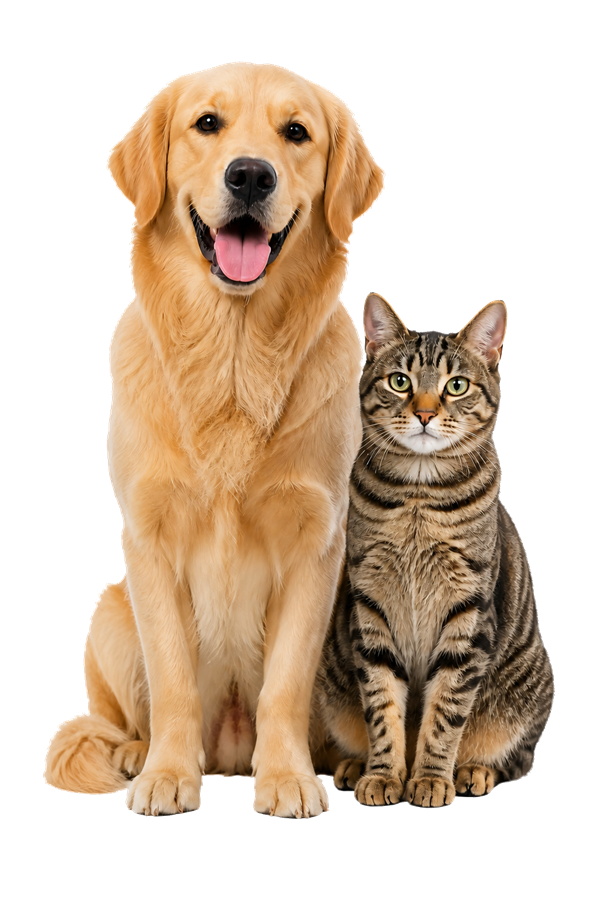 Cão e gato prontos para receber cuidado veterinário