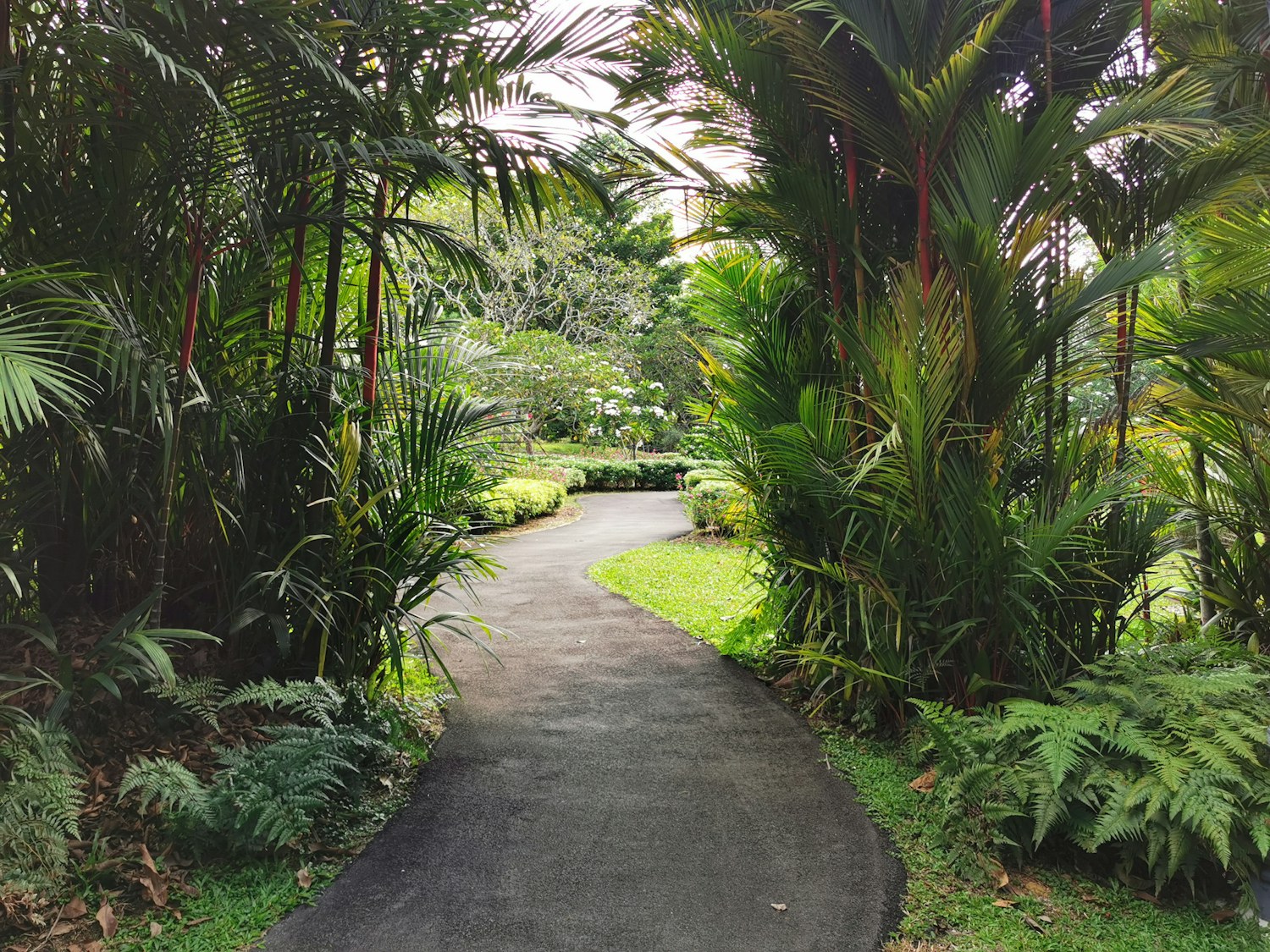 Jardim tropical com palmeiras